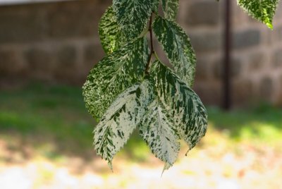 Ulmus procera 'Argenteo-Variegata' - jilm vysoký - listy